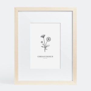 November – Flower of the Month Print (Chrysanthemum)