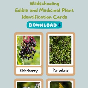 Cartes d'identification des plantes comestibles et médicinales sauvages en bancs