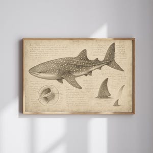 Whale Shark Vintage Sketch – Marine Biology Wall Art | Ocean Life Drawing Poster | Sea Creature Illustration | Nautical Decor