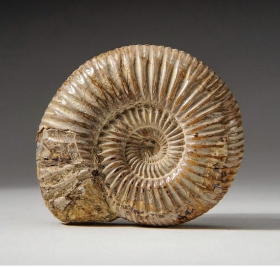 4.8kg アンモナイト 化石 モロッコ産の本物の4億8000万年前のアンモナイト化石（1.5～2インチ