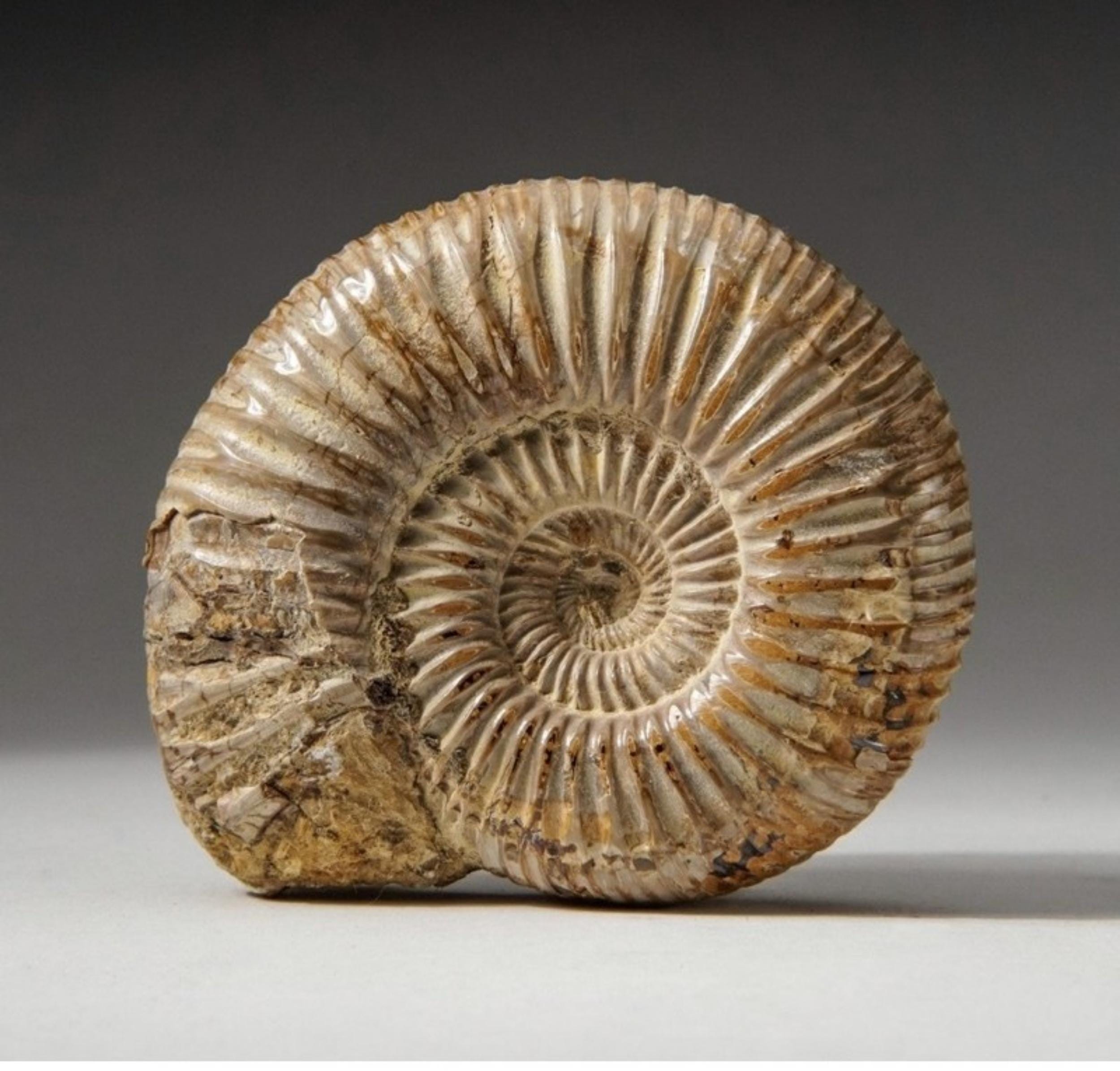 モロッコ産の本物の4億8000万年前のアンモナイト化石（1.5～2インチ