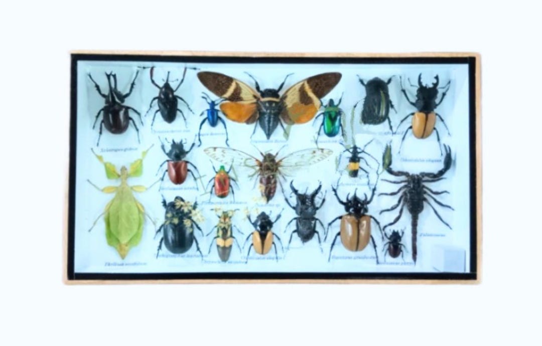 Taxidermy Framed Mixed Insects Collection in Wood & Glass Frame – 8