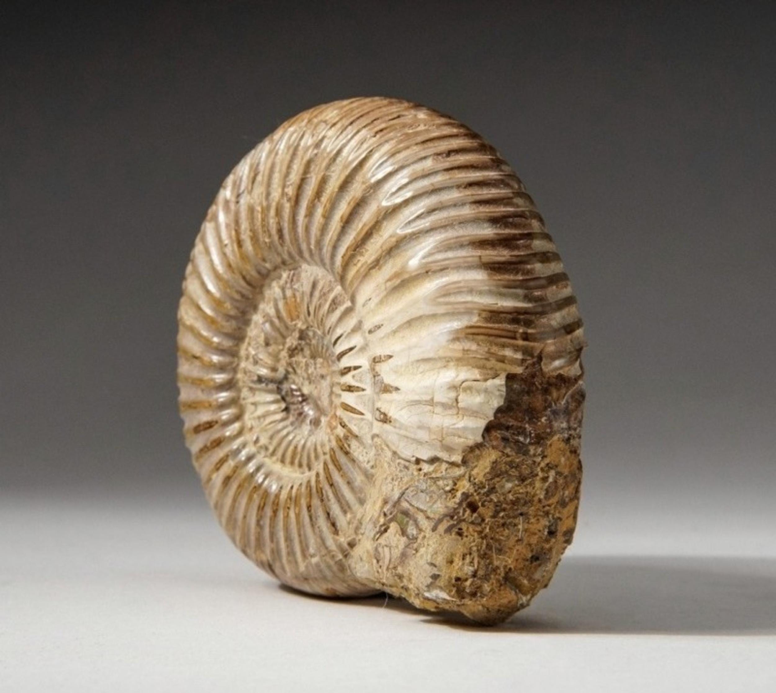 4.8kg アンモナイト 化石 モロッコ産の本物の4億8000万年前のアンモナイト化石（1.5～2インチ