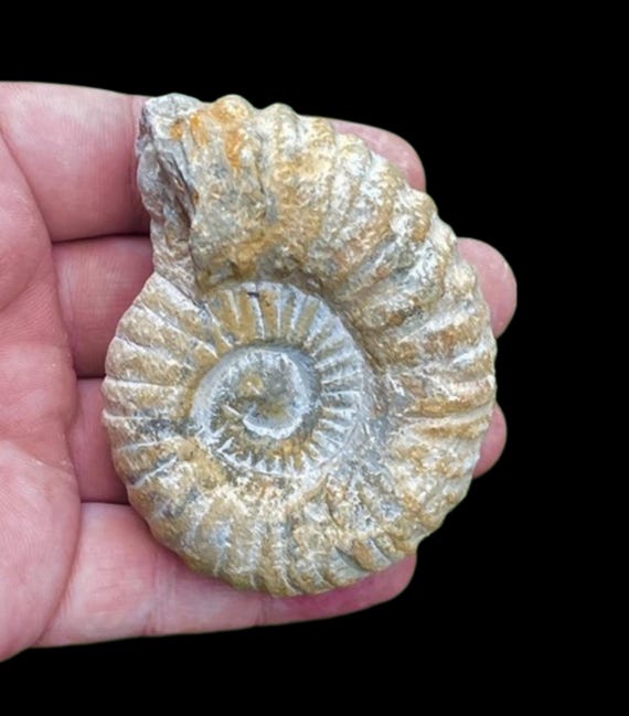 モロッコ産の本物の4億8000万年前のアンモナイト化石（1.5～2