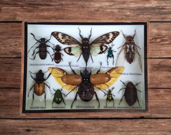 25 A-1 Homoderus Gladiator Cameroon 35-43mm, Large Lucanid Stag