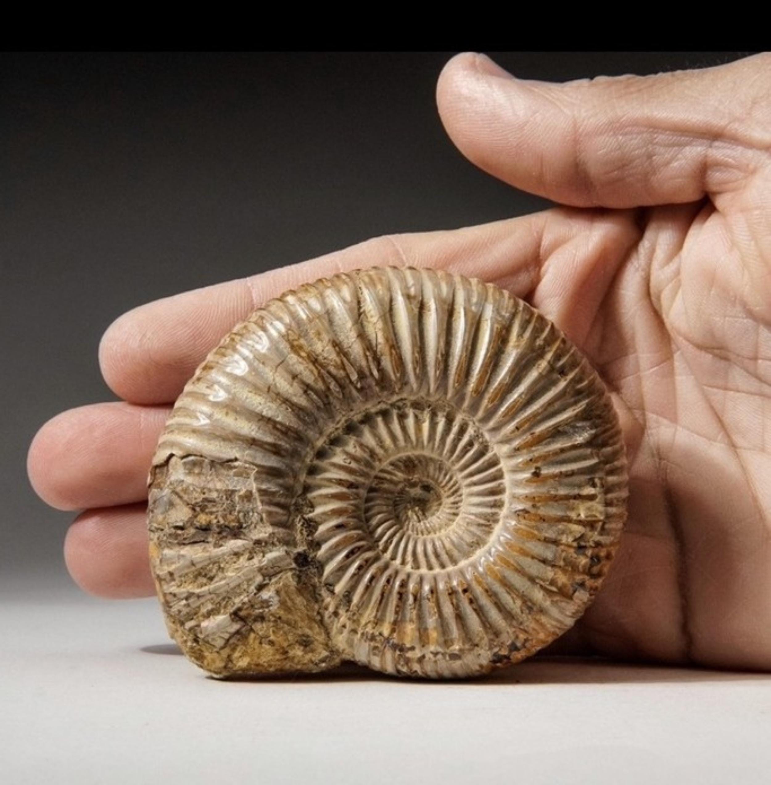 モロッコ産の本物の4億8000万年前のアンモナイト化石（1.5～2インチ