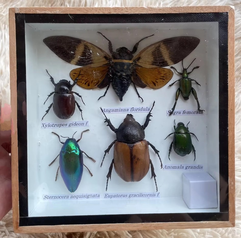 Real Framed Mixed Insect Taxidermy Asian Beetles Collections in Wood ...