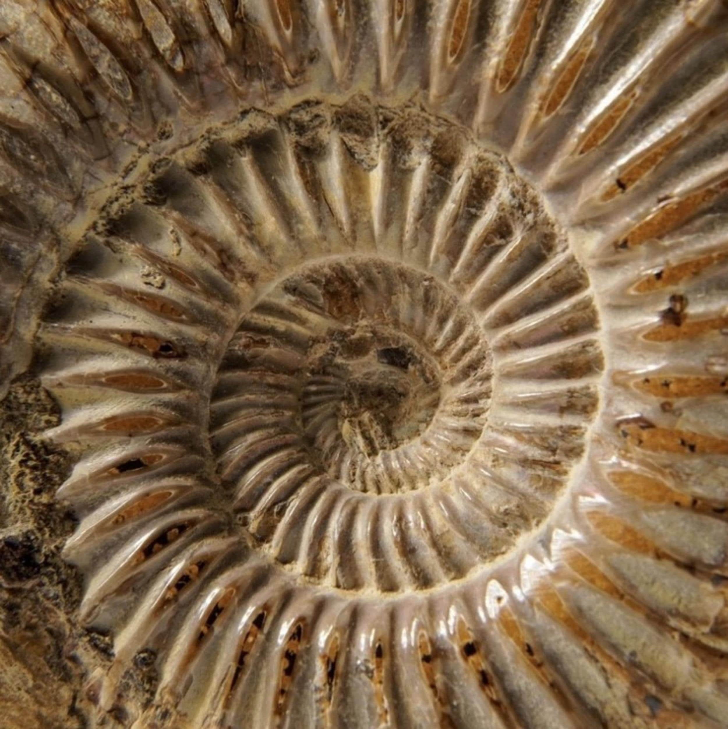 モロッコ産の本物の4億8000万年前のアンモナイト化石（1.5～2インチ