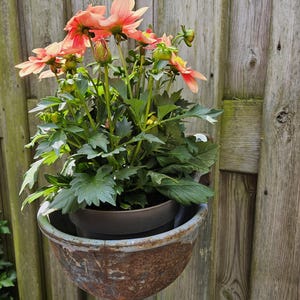 Pode incluir: Um vaso suspenso com flores cor de pêssego e folhagem verde. As flores estão em plena floração, com alguns botões visíveis. O vaso é uma tigela de metal enferrujado, montada em uma cerca de madeira desgastada.