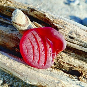 Rare Ruby Red Sea Glass: Baltic Beach Find, Coastal Decor