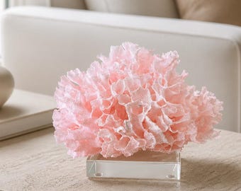 Rare Fan Lace Coral Creation  (6"w x 4"d x 4"h) - Pink beach and coastal decor genuine coral