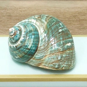 May include: A large, spiraled seashell with a teal and brown color pattern. The shell has a glossy finish and is resting on a light blue surface.