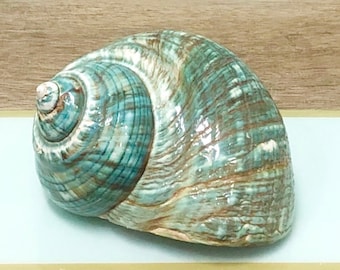 Large Polished Jade Turbo Seashell – Natural Coastal Decor