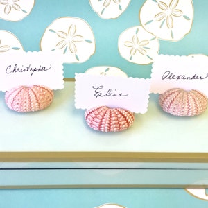 100 Seashell Place Card Holders - Natural Pink Sea Urchins - Beach Weddings, Beach Showers Beach Dinners coastal sea shells seashells shells