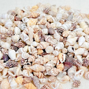 Shells - Dove Seashells - 1/2 Cup -  Beach Home Decor-Sea Shells Bulk-Sea Shells