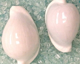 Seashells - White Egg Cowrie Shells 2.5&quot;-3&quot; - Set of 2 - Shell Supply - Beach Wedding Decor - Craft Supplies - Bulk Shells