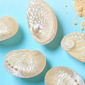 Polierte silberne Abalone Muscheln - Küstendekor, 5er Set