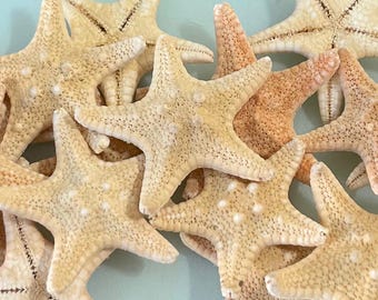 Small Natural Starfish (1"-2") Set of 20