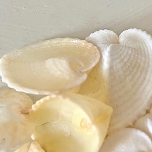 Rare Tiny Heart Cockle Seashells - Set of 10 - .75"-1.25" Natural Beach Wedding Decor