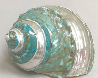 Green Banded Jade Turbo Shell – Coastal Nautical Decor
