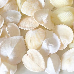 Rare Tiny Heart Cockle Seashells - Set of 10 - .75"-1.25" Natural Beach Wedding Decor