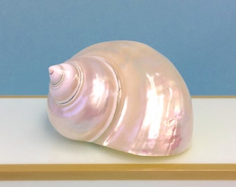 Seashell - Large Polished Pearl Turbo Shell - 3.5" - 4"+ - beach decor/coastal/shells/sea shells