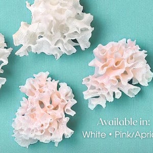 Rare Bryozoans – Choose Size and Color, Delicate - for Coastal Decor, Nautical Wedding Styling, Beach House Accents & Craft
