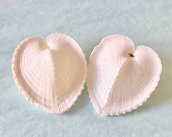 Seashells - Real Heart-Shaped Shells - 2" - Set of 2 - sea shells/wedding shells/beach/coastal/crafting shells