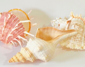 Large Seashells -  7"-10" - Sold Individually - Beach Decor/Beach Wedding/Beach Party/Coastal Decor