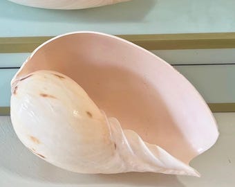 Natural Melo Diadema Seashell – Coastal Home Decor, Beach Display (4-5.5 inch)