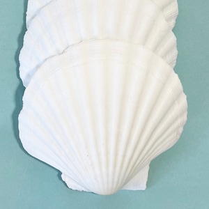 Seashells - 4 Large Real Irish Baking Scallop Shells - 3.5"-4"  Shells Beach Wedding Decor White Sea Shell Coastal Decor Dining Decoupage