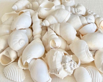 White Seashell Mix - 1"-1.5” (approx. 1 lb.) - Beach Home Decor-Sea Shells Bulk-Coastal Beach Weddings Real Natural White Craft Shells