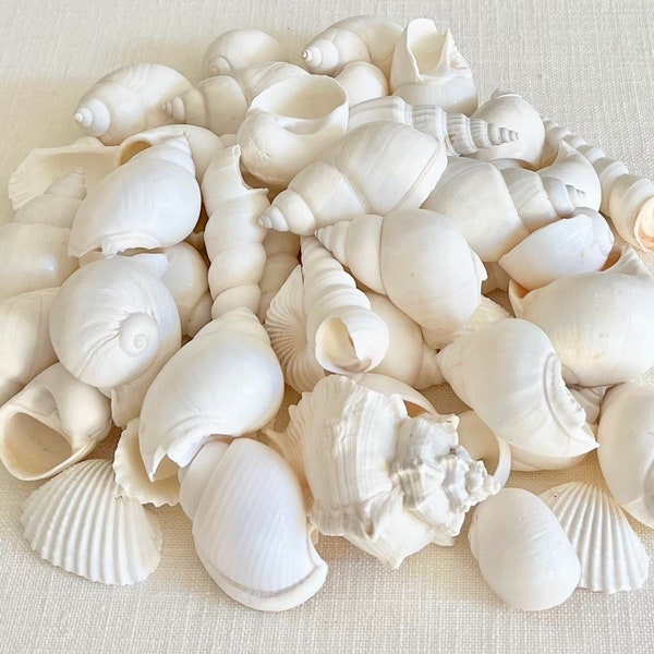 Tiny White Shells - Etsy