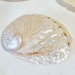 see more listings in the Seashells-Small & Medium section