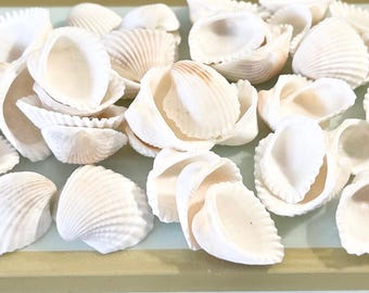 100 Natural Scapha Ark Shells – Beach Wedding Coastal Decor