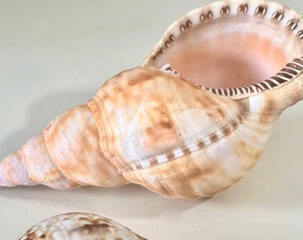 Triton Shells - Coastal Seashell Centerpiece Beach Decor
