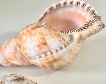 Triton Shells - Coastal Seashell Centerpiece Beach Decor