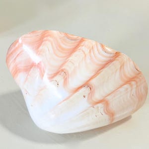 Double Ruffled Polished Squamosa Shell - 3" and 4" Sold Individually - beach decor/coastal decor/gift/sea shells