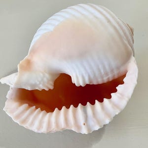 Large Malea Ringen Shells (Grinning Tun Shell) 5"  Sold Individually - sea seashell shells decor beach coastal