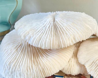 Large Mushroom Coral (5.75"-6") - Natural Authentic Coastal Home Decor for Display