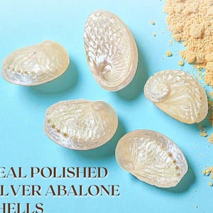 Polished Silver Abalone Shells – Set of 5 Real Sea Shells for Coastal Crafts, Beach Wedding Table Decor, Nautical Home Styling, Ocean Accent