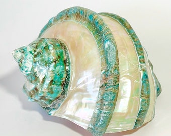Seashell - Turbo Marmoratus Banded - 7" - natural coastal nautical shells sea shells sea shell seashells beach coastal decor