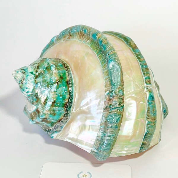 Seashell - Turbo Marmoratus Banded - 7" - natural coastal nautical shells sea shells sea shell seashells beach coastal decor