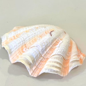 May include: A large, open seashell with a white and peach-colored striped pattern. The shell has a textured surface and a wavy, irregular edge. The shell is a natural, organic shape, and is likely from the ocean.
