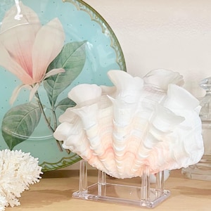 May include: A large, white and pale pink ruffled clam shell displayed on a clear acrylic stand. The shell features intricate, wavy edges and a natural gradient color transition from white at the top to a soft pink hue near the base of the stand.