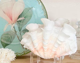 Large Select Double Ruffled Squamosa Shell with Stand (6") Beach Coastal Decor Coastal Shelf Decor