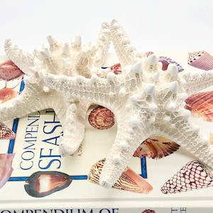 Real Knobby Starfish CHOOSE YOUR SIZE 2&quot;-6&quot; Beach Decor Wedding Beach Parties Craft Shells Bulk Shells Star Fish