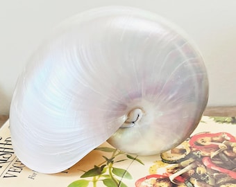 Pearl Nautilus Shells - 5.5" and 6.5"  beach decor/coastal/sea shell