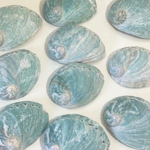 Seashells - Genuine Blue-Green Abalone - 3”-3.25” Sold Individually - beach coastal decor sea shells