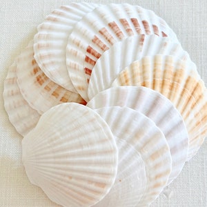Seashells - 10 Pecten Shells - 2&quot;- 3&quot; - craft shells white shells beach coastal weddings